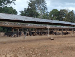 Ribuan Babi Peliharaan Warga Desa Miau Baru Mati Mendadak – Diduga Terserang Virus Afrika