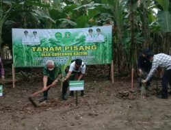 Gubenur Ikut Tanam Pisang dan Panen Pisang Kepok di Kaliorang
