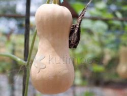 Cari Labu Madu Organik Sangatta, Cek Disini Lokasinya
