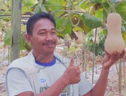 Labu Madu Berhasil dibudidayakan Petani Sangatta Selatan