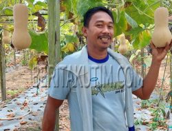 Petani Muda Sangatta Berhasil Budidayakan Labu Madu