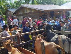 Atasi PMK pada Hewan, Distan Kutim Bakal Lakukan Inseminasi Tahun Depan