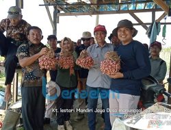 Poktan Lestari Mandiri Jaya Kembangkan Budidaya Semangka dan Bawang Merah