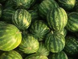 Bupati Dijadwalkan Ikut Panen Perdana Buah Semangka Bersama Poktan Lestari Mandiri Jaya di Ranpul