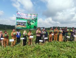 Poktan Lestari Mandiri Jaya Hasilkan Buah Semangka 75 Ton dalam 3 Ha
