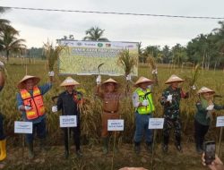 Panen Raya Padi Jenis Organik di Teluk Pandan, Ardiansyah Minta Area Tanam Diperluas