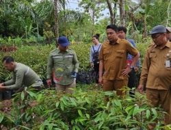 DTPHP Kutim Salurkan 8.000 Bibit Durian Kepada Poktan di 4 Kecamatan