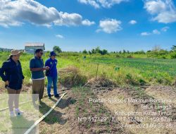 Dampak El Nino Cukup Berpengaruh Terhadap Tanaman Hortikultura