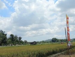 Samarinda Masih Impor Beras, Shania Minta Manfaatkan Potensi Lahan untuk Pertanian