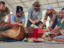 Bupati Ardiansyah: Semoga semua yang Berqurban, Qurbannya Diterima oleh Allah SWT