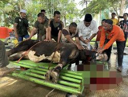 Wabup Kasmidi Bulang Sembeli Hewan Qurban: Alhamdullilah ini Sudah yang Ketiga Kalinya